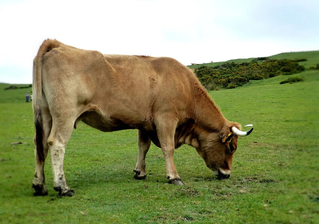 Vaca Asturiana de los Valles