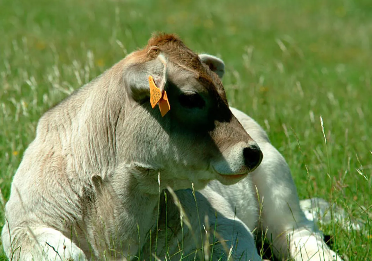 Vaca