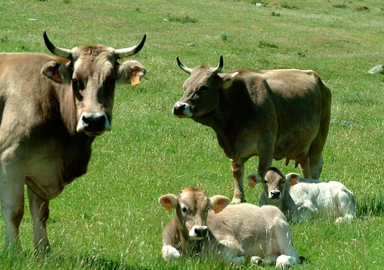 Ternera Asturiana, carne